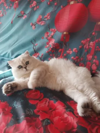 Шотландец на вязку Донецк