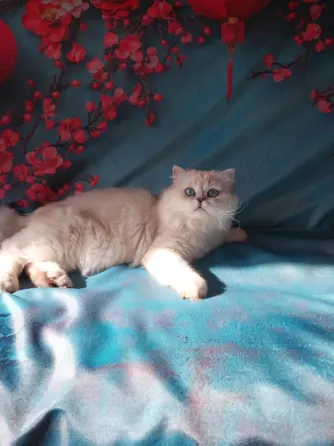 Шотландец на вязку Донецк