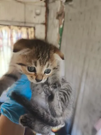 Котята в Донецк
