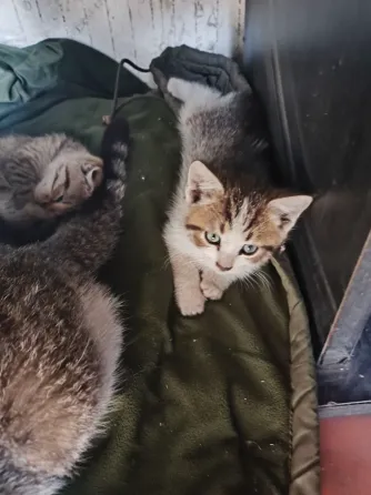 Котята в Донецк