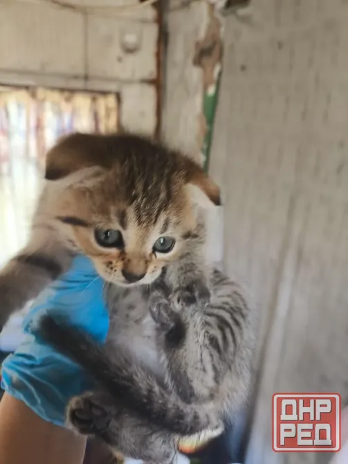 Котята в Донецк - изображение 1