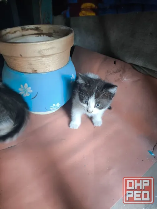 Котята в Донецк - изображение 2