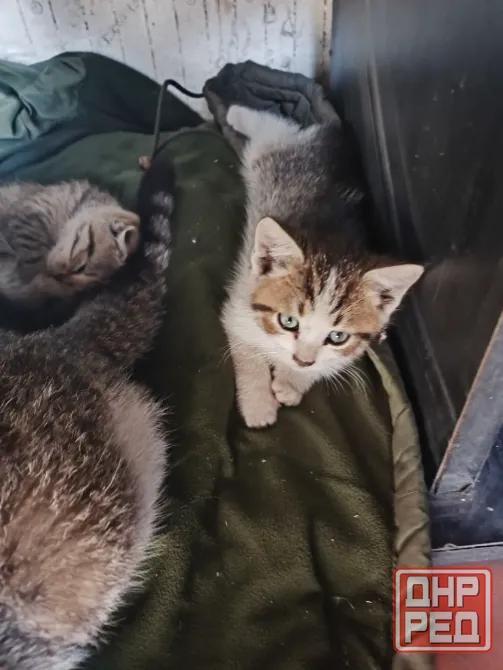 Котята в Донецк - изображение 3