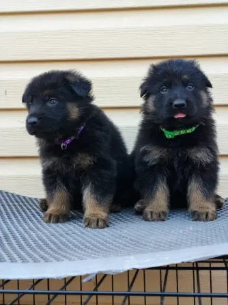 Щенки немецкой овчарки Макеевка