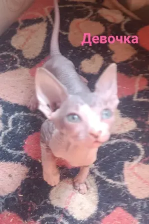 Канадский сфинкс девочки Донецк