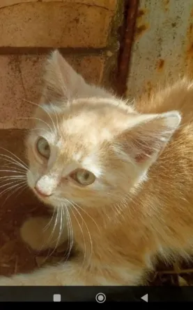 Отдам котенка в хорошие руки! Донецк
