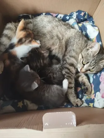 Котята Макеевка