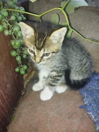 Котята Макеевка
