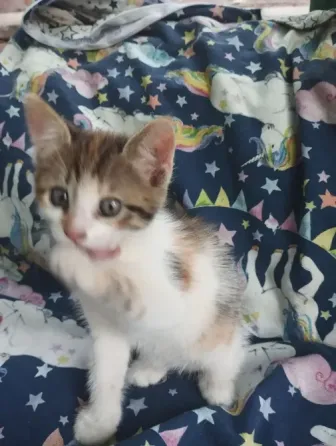 Котята Макеевка