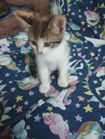 Котята Макеевка
