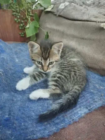 Котята Макеевка