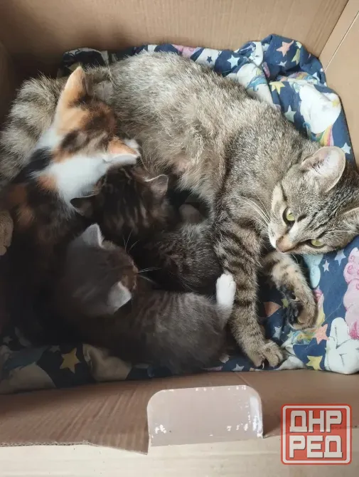 Котята Макеевка - изображение 1