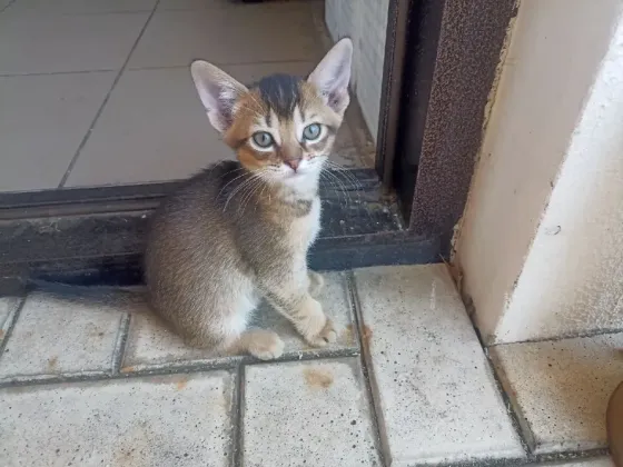 Котята Абиссинской породы Макеевка
