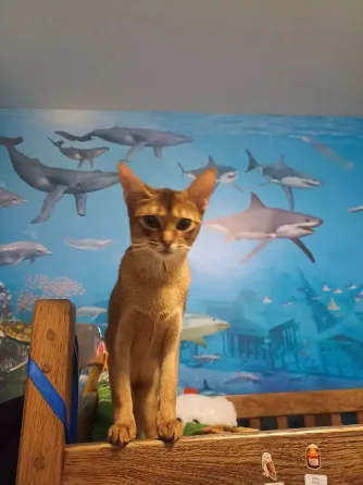 Котята Абиссинской породы Макеевка