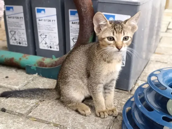 Котята Абиссинской породы Макеевка