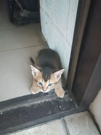 Котята Абиссинской породы Макеевка