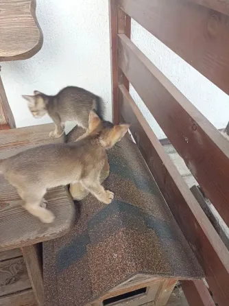 Котята Абиссинской породы Макеевка