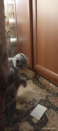 Шотландская вислоухая Горловка