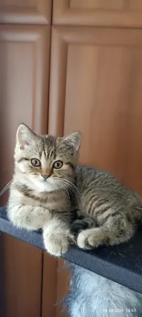 Шотландская вислоухая Горловка