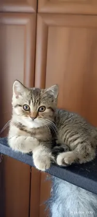 Шотландская вислоухая Горловка