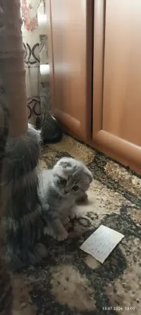 Шотландская вислоухая Горловка