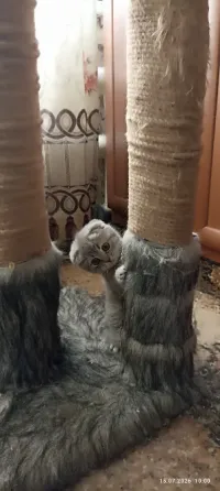Шотландская вислоухая Горловка