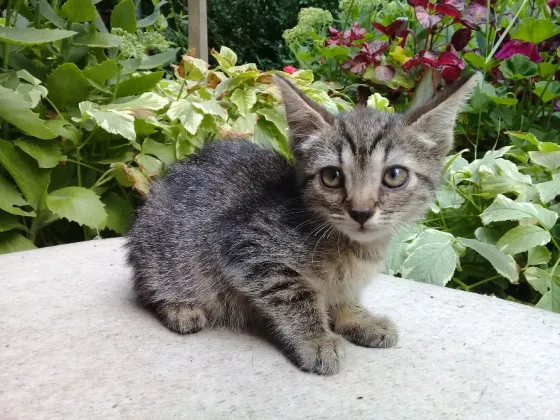 Котенок Девочка Макеевка