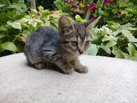 Котенок Девочка Макеевка