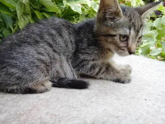 Котенок Девочка Макеевка