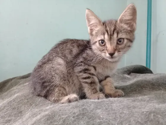 Котенок Девочка Макеевка
