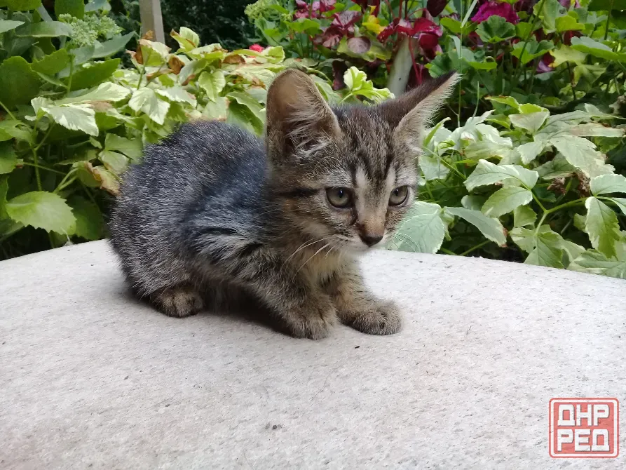 Котенок Девочка Макеевка - изображение 3