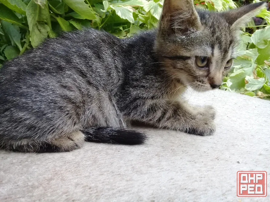 Котенок Девочка Макеевка - изображение 4