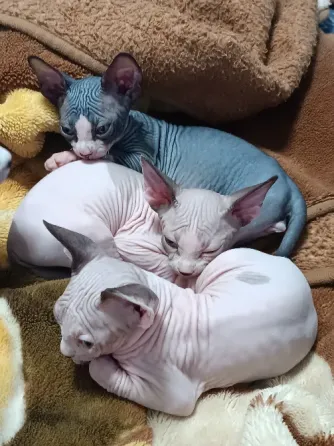 Котята породы канадский сфинкс Макеевка