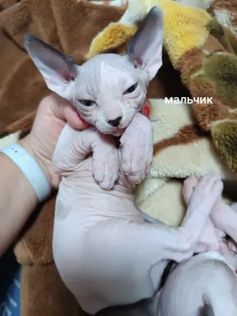 Котята породы канадский сфинкс Макеевка