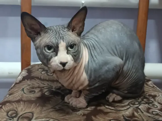 Котята породы канадский сфинкс Макеевка