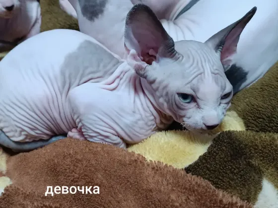 Котята породы канадский сфинкс Макеевка