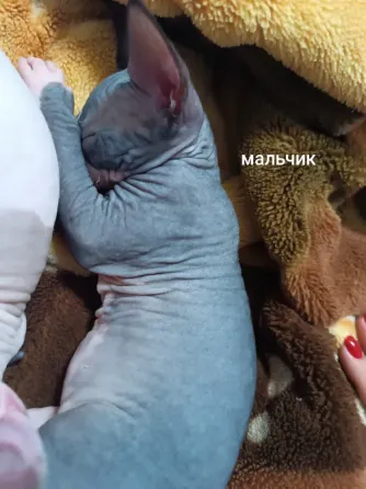 Котята породы канадский сфинкс Макеевка