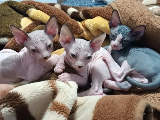 Котята породы канадский сфинкс Макеевка
