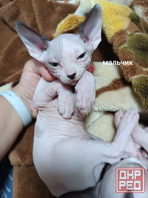 Котята породы канадский сфинкс Макеевка - изображение 3