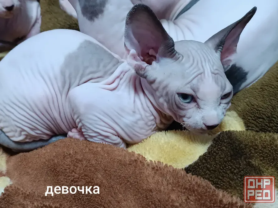 Котята породы канадский сфинкс Макеевка - изображение 1