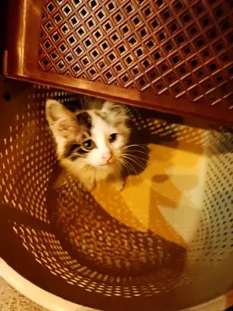 Отдам котенка в добрые руки Макеевка
