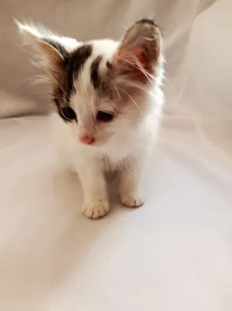 Отдам котенка в добрые руки Макеевка