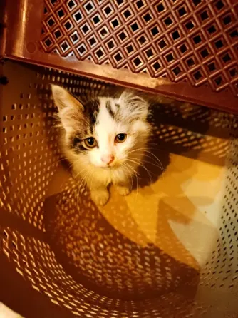 Отдам котенка в добрые руки Макеевка