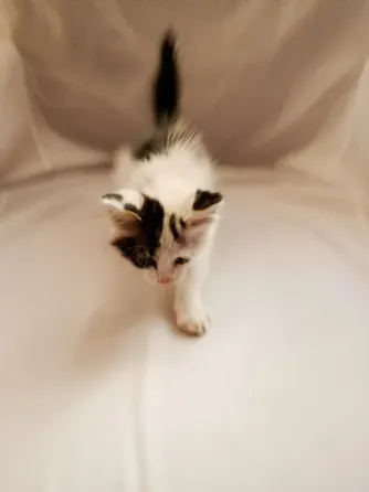 Отдам котенка в добрые руки Макеевка