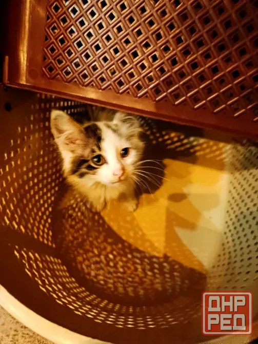 Отдам котенка в добрые руки Макеевка - изображение 3
