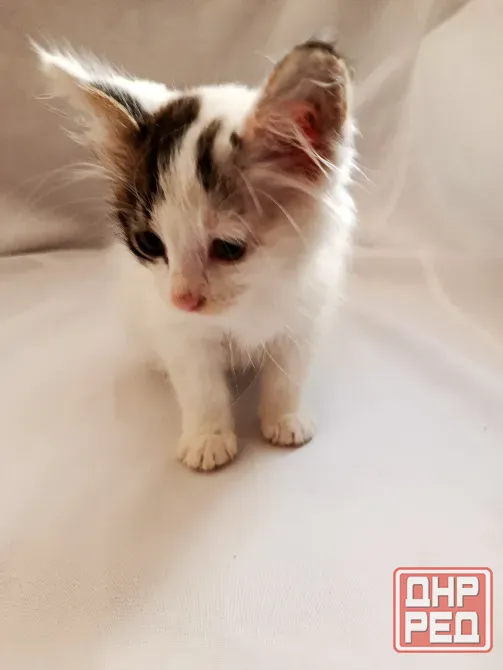 Отдам котенка в добрые руки Макеевка - изображение 4