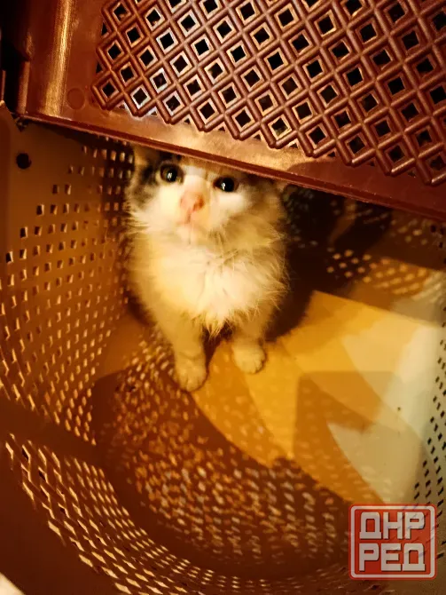 Отдам котенка в добрые руки Макеевка - изображение 2