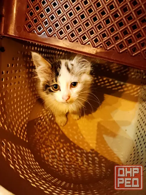 Отдам котенка в добрые руки Макеевка - изображение 1