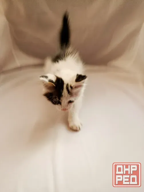 Отдам котенка в добрые руки Макеевка - изображение 5