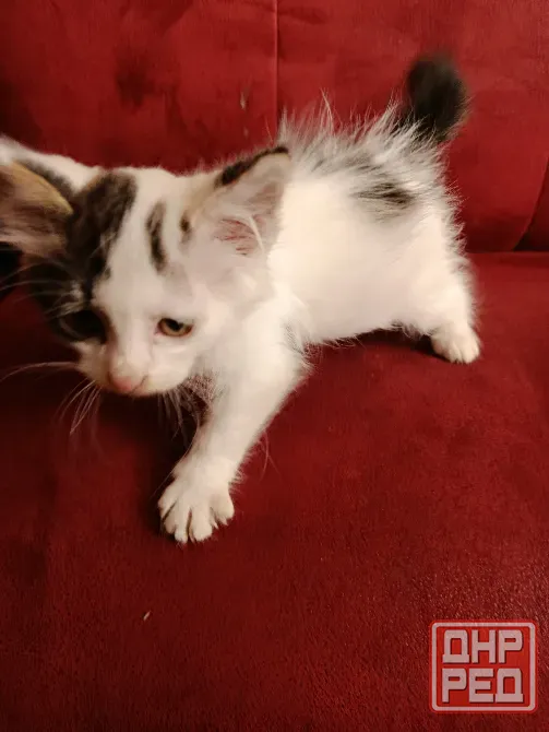 Отдам котенка в добрые руки Макеевка - изображение 6